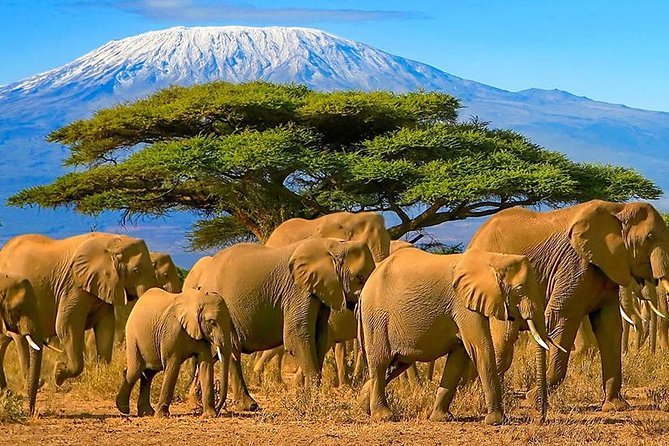 Amboseli National Park Guided Full Day Tour - Who This Tour Fits Best