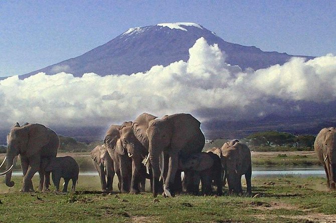 Amboseli National Park: Guided Full Day Tour - Pickup, Van Comfort, and How the Guide Sets the Pace