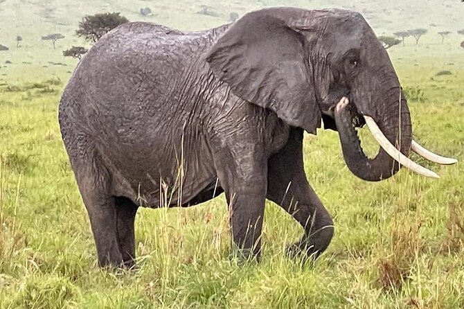 Amboseli national park over night - Day 1 game drive and sundowner: where elephant time usually happens