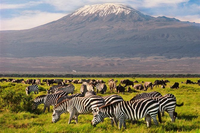 Amboseli Park & Kilimanjaro views Day tour - Optional Maasai Village Stop: A Cultural Add-On to Consider