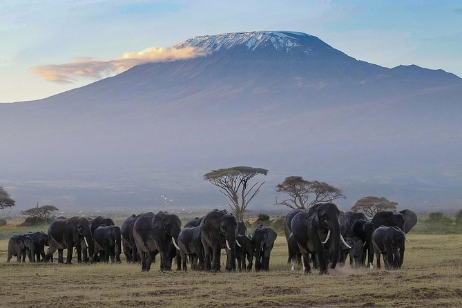 Amboseli Park & Kilimanjaro views Day tour - Your Guide and Driver: Why This Trip Feels Personal