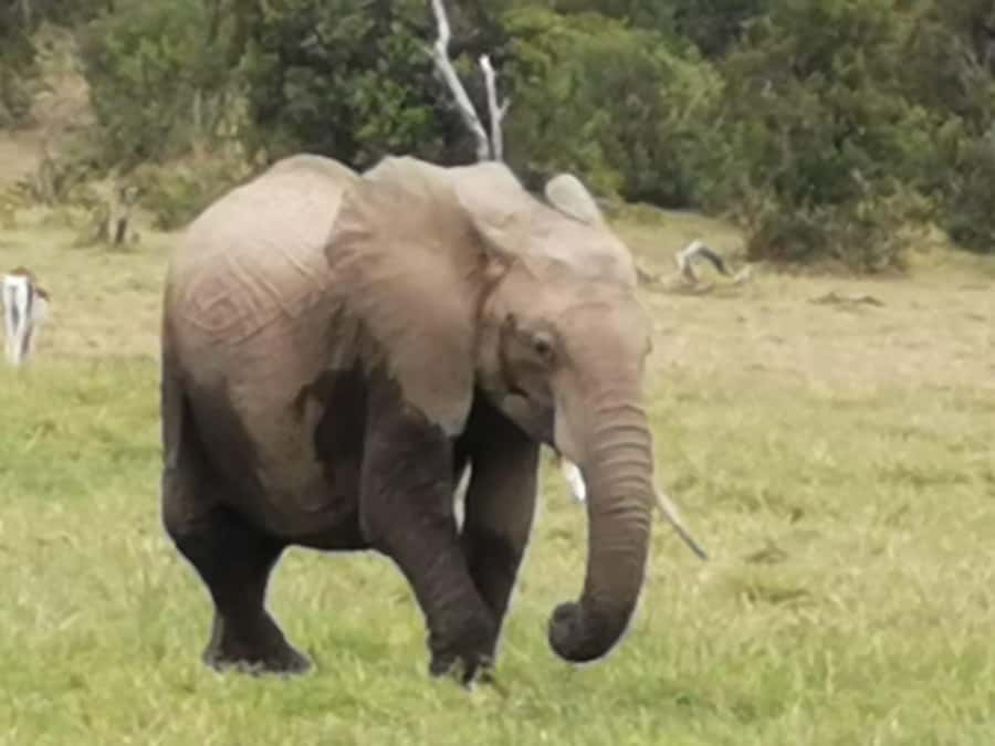 Amboseli Wildlife Day Tour And Masai Village Visit - Key things to know before you go