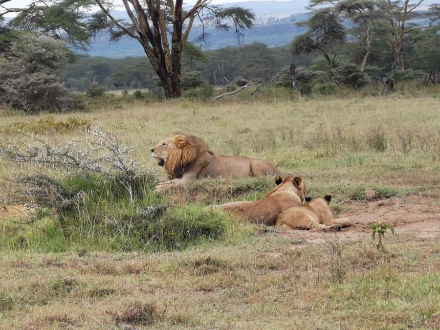 Amboseli Wildlife Day Tour And Masai Village Visit - Emali town stop and the road to Amboseli