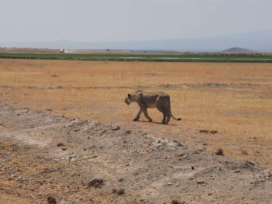 Amboseli Wildlife Day Tour And Masai Village Visit - The game drive itself, elephants, swamps, and bird life