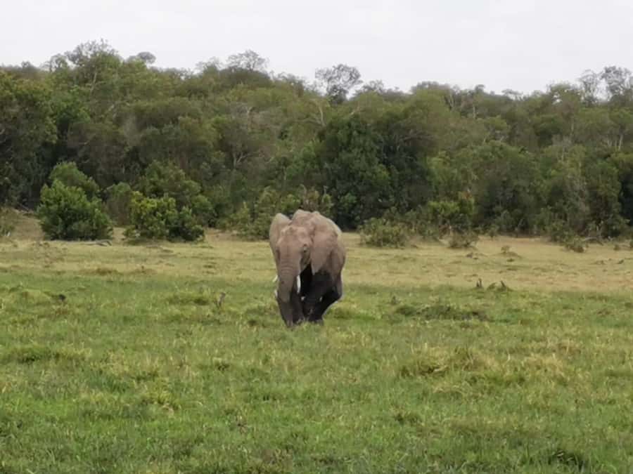 Amboseli Wildlife Day Tour And Masai Village Visit - What to expect on wildlife sightings day, and how to manage hope