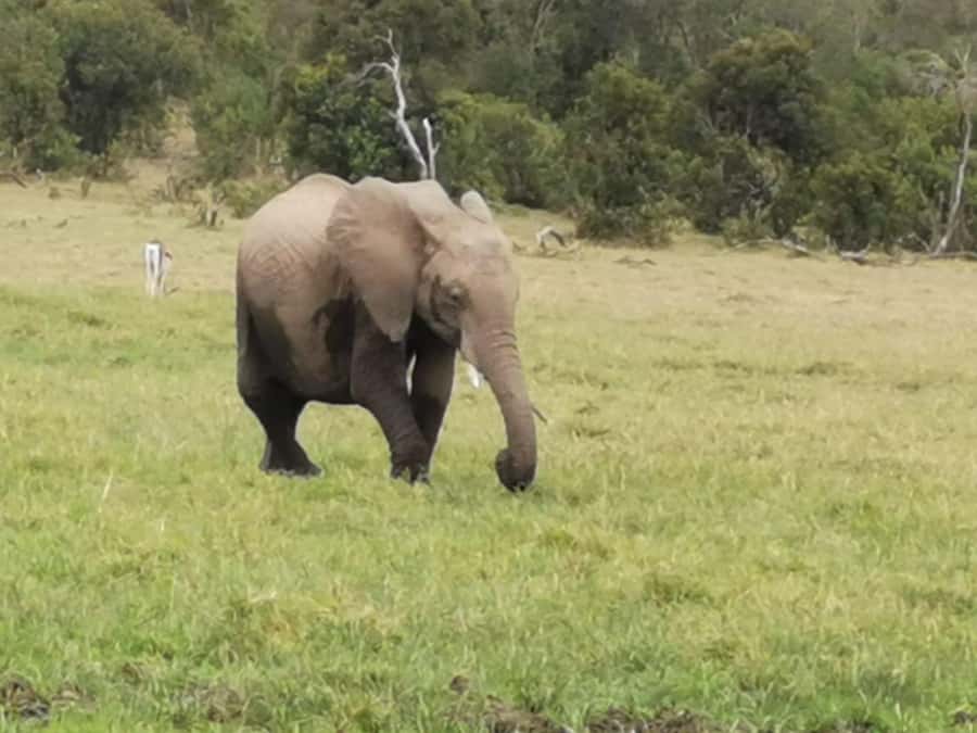 Amboseli Wildlife Day Tour And Masai Village Visit - Early morning pickup to 8:30am gate time, your day plan in plain terms