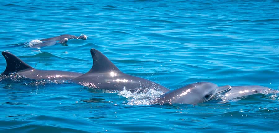 Blue Safari: Snorkeling at Watamu Marine Park & Seafood - Key things to know before you go