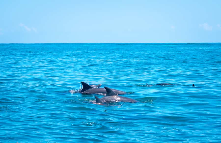 Blue Safari: Snorkeling at Watamu Marine Park & Seafood - The island seafood lunch: why the food is the real anchor of the day