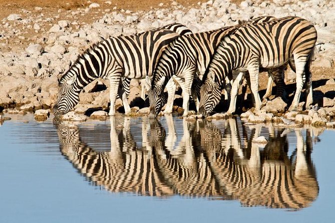 Classic Best Adventure In Kenya And Tanzania 2025 - Why this Kenya and Tanzania safari route makes sense