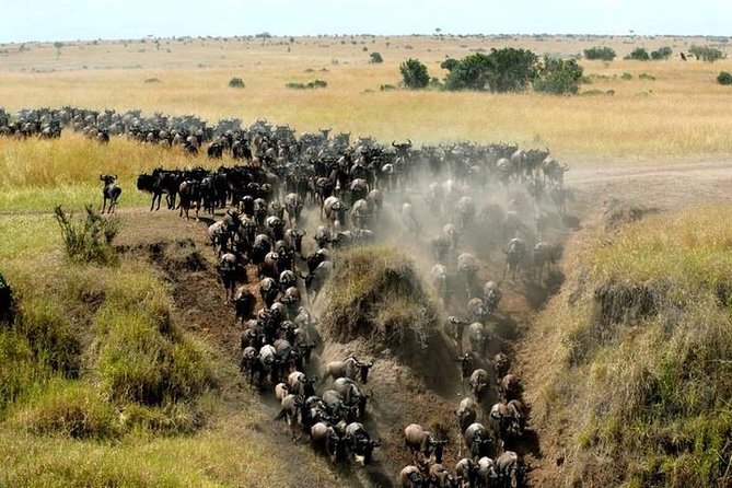 Classic Best Adventure In Kenya And Tanzania 2025 - Ngorongoro Conservation Area: the crater day that changes your scale