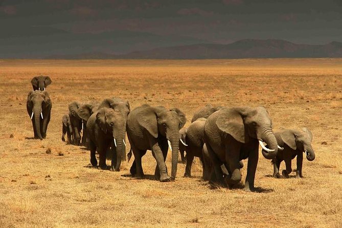Classic Best Adventure In Kenya And Tanzania 2025 - Serengeti: going beyond the highlights into full-day animal time