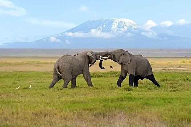 Classic Best of Kenya - Who Should Book This Kenya Route, and Who Might Reconsider