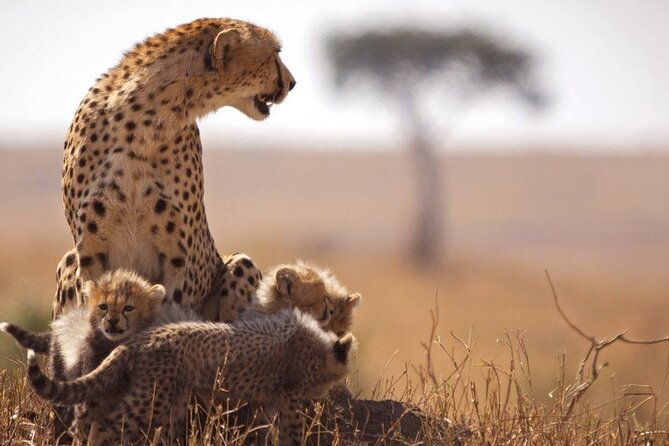 Classic Best of Kenya - Masai Mara Days 2 and 3: Lion Country, River Energy, Bird Variety