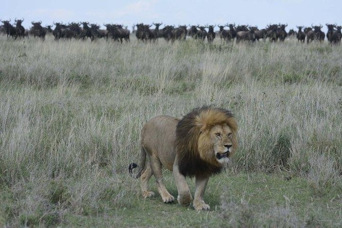 Classic Luxury 4 X 4 Masai Mara Safari - What you should bring, and what to plan for