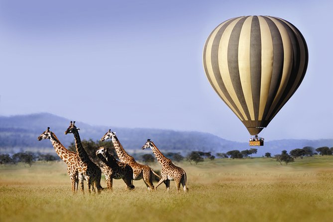 Classic Luxury 4 X 4 Masai Mara Safari - Nairobi arrival day: the calm start before the Mara