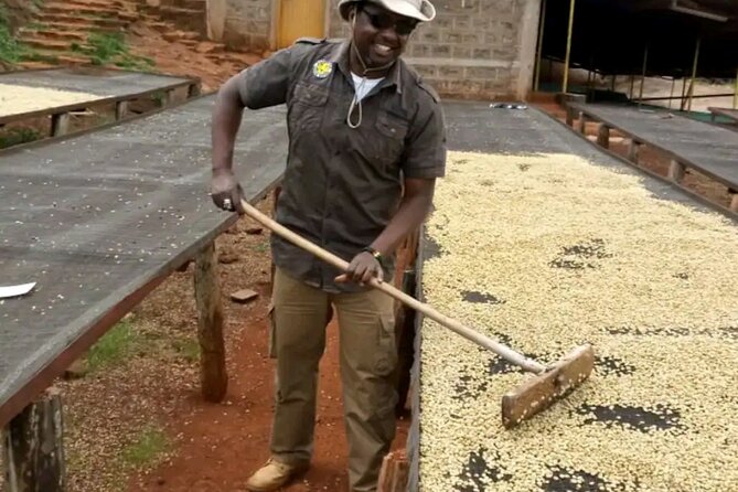 Coffee farm tour, coffee roasting and tasting experience - What You Learn About Kenya Coffee, Without the Stuffiness