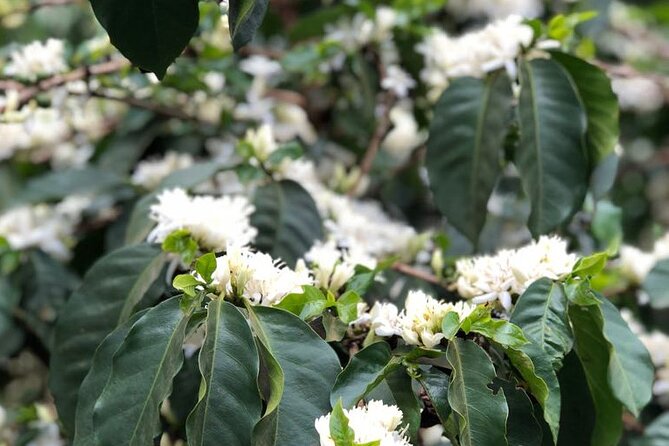 Coffee farm tour, coffee roasting and tasting experience - Who This Tour Is Best For