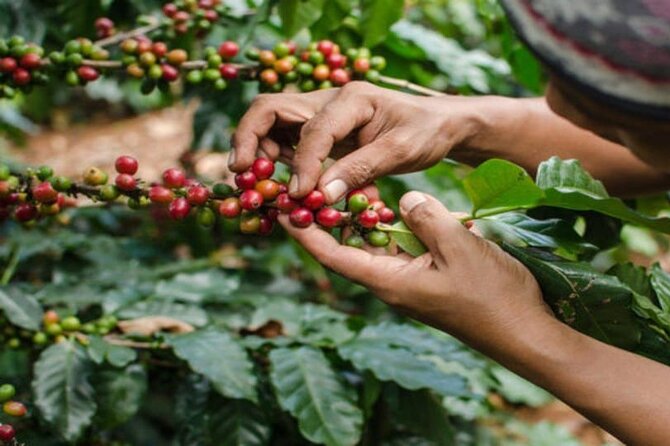 Coffee Farm Tour (Fairview) - Key takeaways