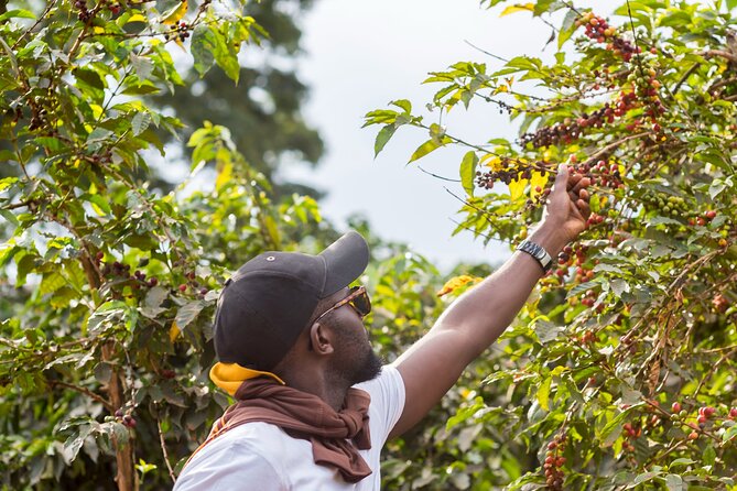 Coffee Farm Village & Factory Half Day Tour with Pick-Up - A Farm-to-Cup Coffee Lesson at Fairview, Just Outside Nairobi
