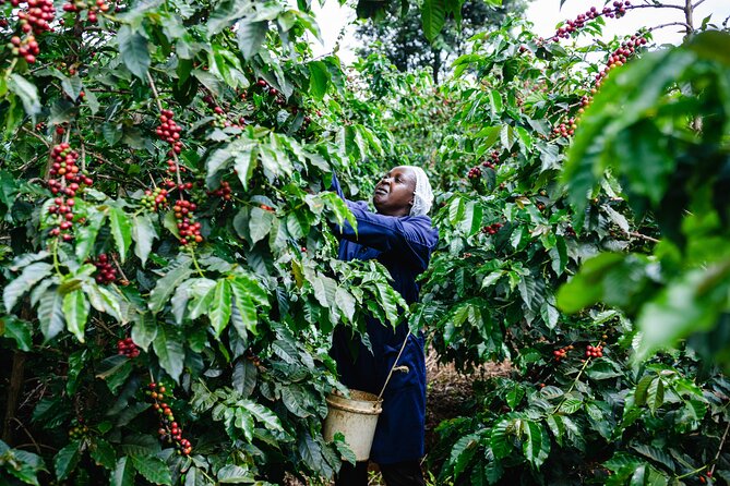 Coffee Farm Village & Factory Half Day Tour with Pick-Up - Pickup, Private Car, and the Real Timing of a Half Day