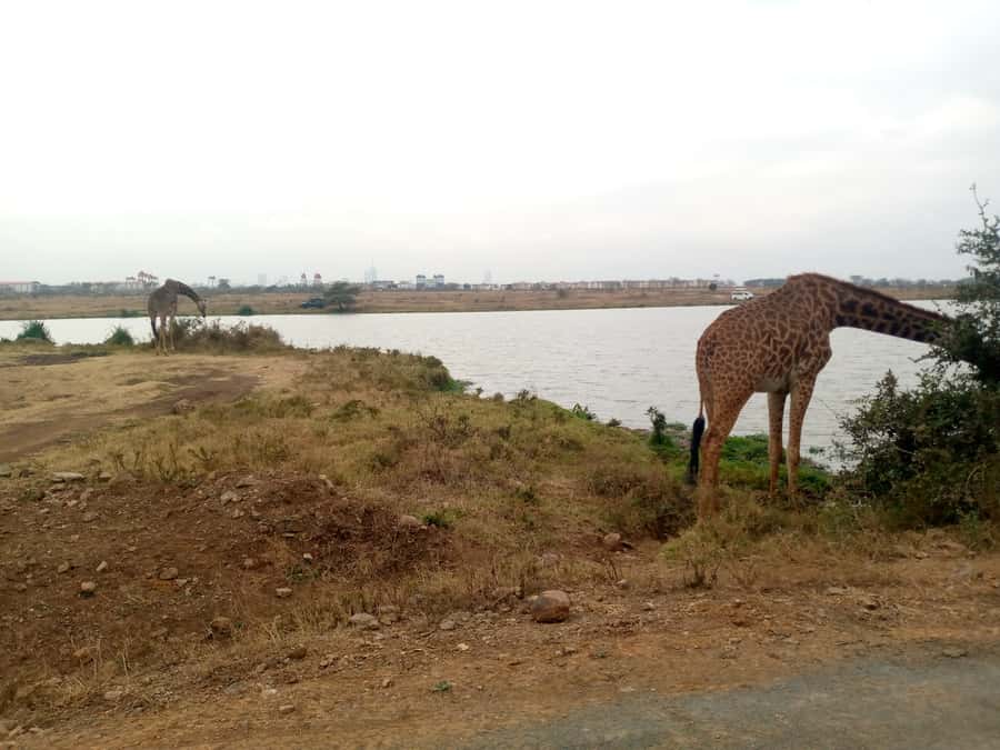 Crescent Island And Boat Ride Day Trip - The Real Appeal of a Crescent Island Walking Safari