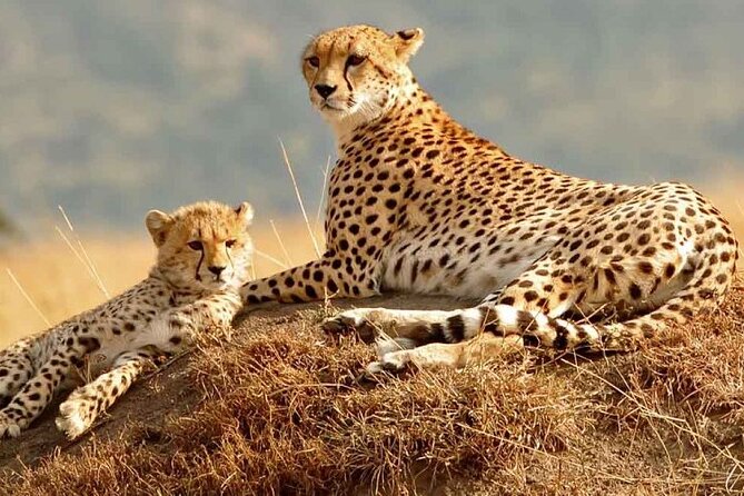 Daily departures 3 days masai mara by landcruiser - Pickup, timing, and how the road affects your sightings