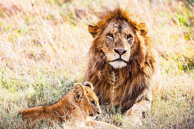 Daily departures 3 days masai mara by landcruiser - Your camp base at Olailepo Mara Camp, and what “tented” really means