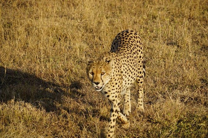 Daily departures 3 days masai mara by landcruiser - Game drive style: night, dawn, and the Big Five focus