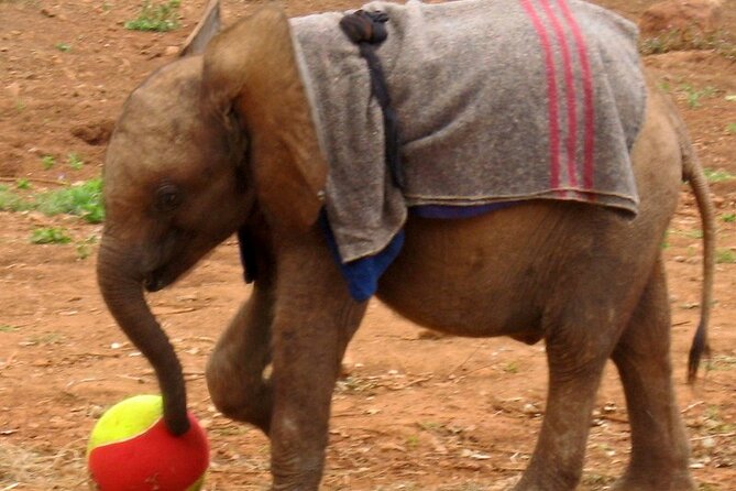 David Sheldrick Elephant Orphanage Half-Day Tour in Nairobi - Why Sheldrick’s feeding hour is the heart of this half-day tour