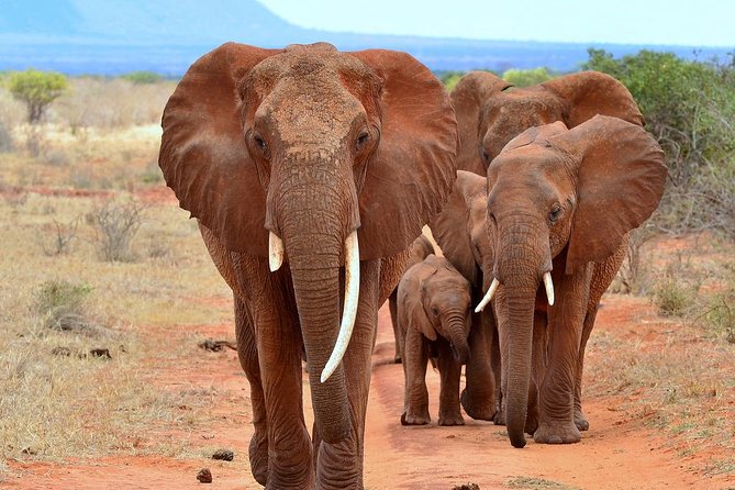 David Sheldrick Elephant Orphanage Half-Day Tour in Nairobi - The 11:00 am to 12:00 pm walk-through at Sheldrick Wildlife Trust
