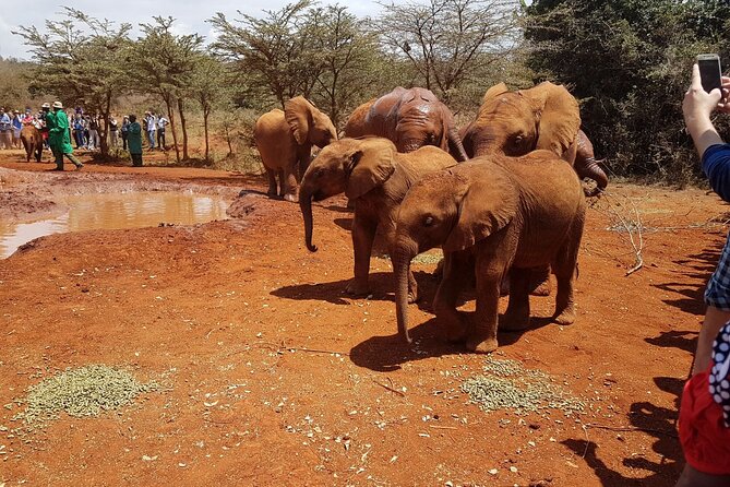 David Sheldrick Elephant Orphanage Half-Day Tour in Nairobi - Conservation lessons you actually can use later