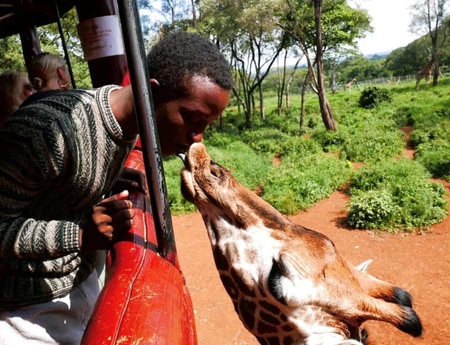 David Sheldrick Wildlife Trust & Giraffe Center with Lunch - Key Highlights You’ll Actually Remember