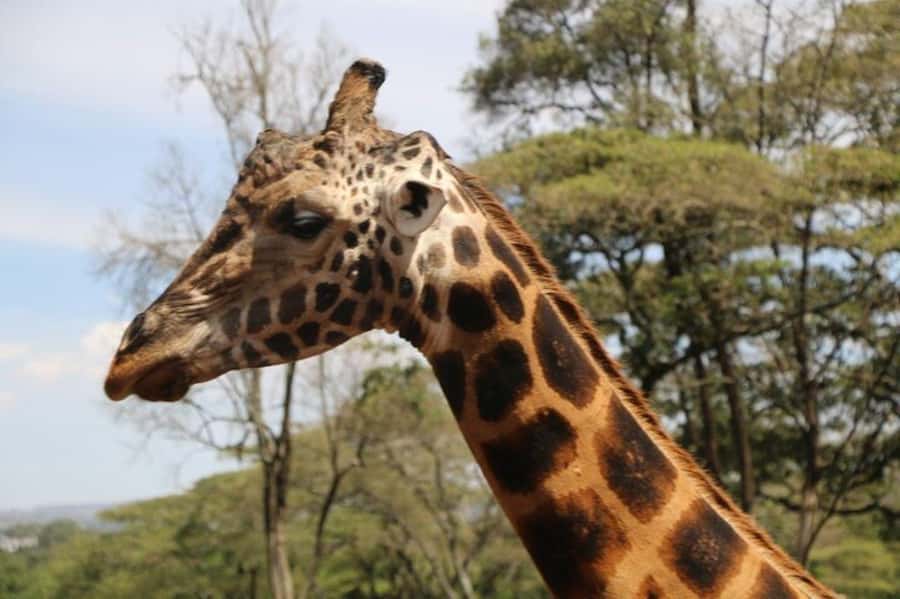 David Sheldrick Wildlife Trust & Giraffe Center with Lunch - Elephant Orphanage: Baby Elephants Up Close, With Guided Care Details