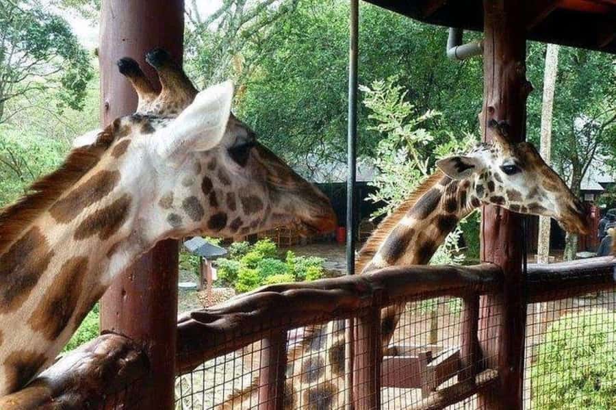 David Sheldrick Wildlife Trust & Giraffe Center with Lunch - Carnivore Restaurant Lunch: Charcoal-Roasted Exotic Meats at Your Table