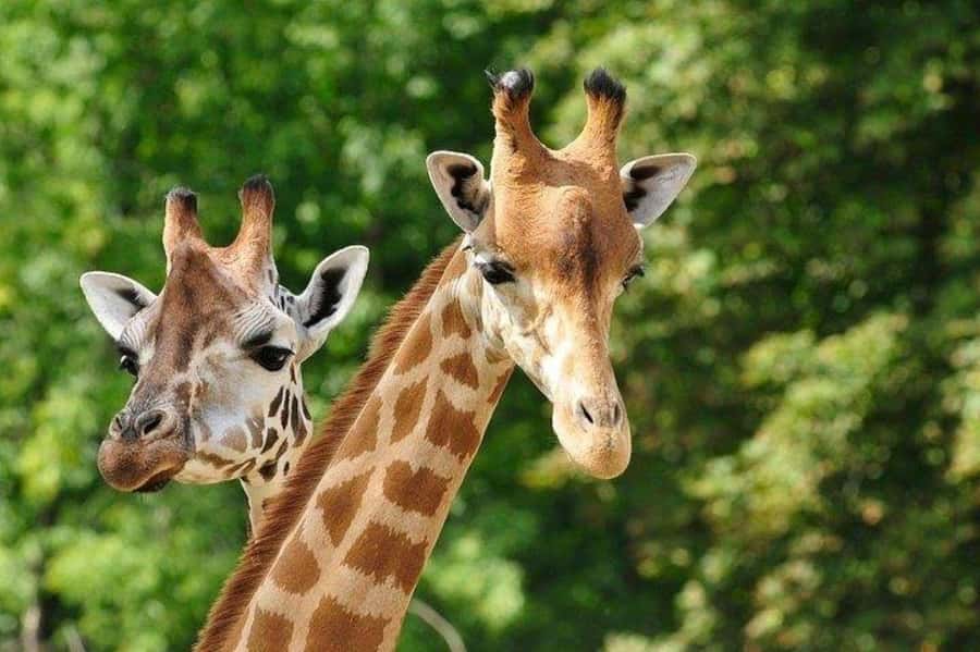 David Sheldrick Wildlife Trust & Giraffe Center with Lunch - Price and Logistics: What $193 Covers and What’s Extra