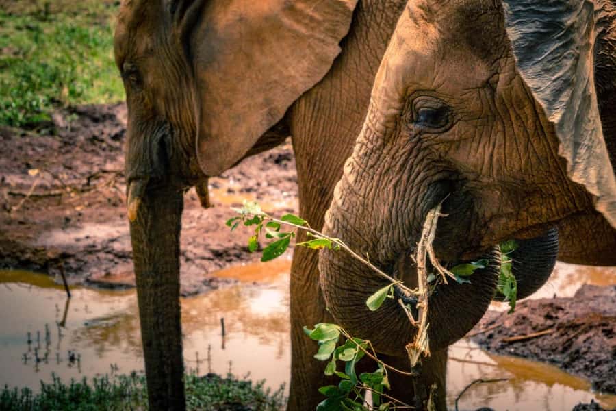 David Sheldrick Wildlife Trust & Giraffe Center with Lunch - Should You Book This One?