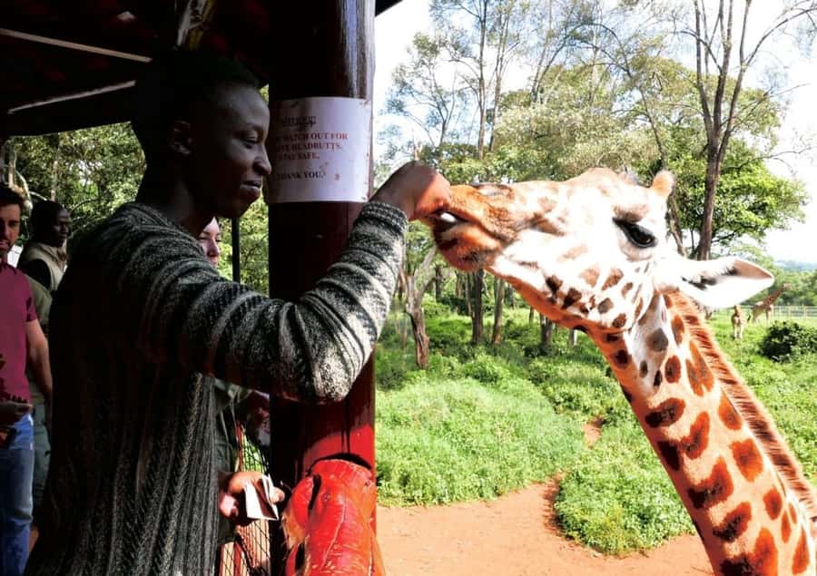 David Sheldrick Wildlife Trust & Giraffe Center with Lunch - Nairobi Pickup at 8am: What the Schedule Feels Like
