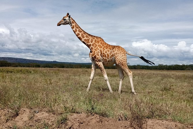 Day Safari; Amboseli National Park from Nairobi. - A fast, focused route from Nairobi to Amboseli