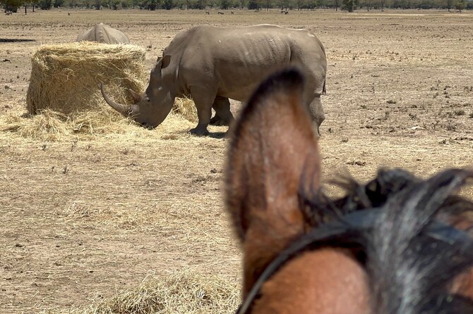 Day safari to Olpejeta Rhino conservancy - Lunch Reality at Ol Pejeta Before the White Rhino Area