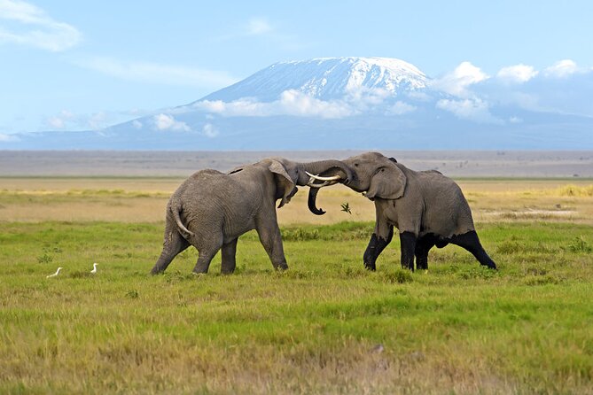 Day Tour - Amboseli National Park From Nairobi - Key Highlights Worth Your Time