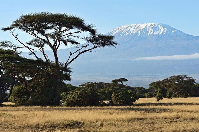 Day Tour - Amboseli National Park From Nairobi - Amboseli National Park On the Ground, Elephants, Cats, and Birds