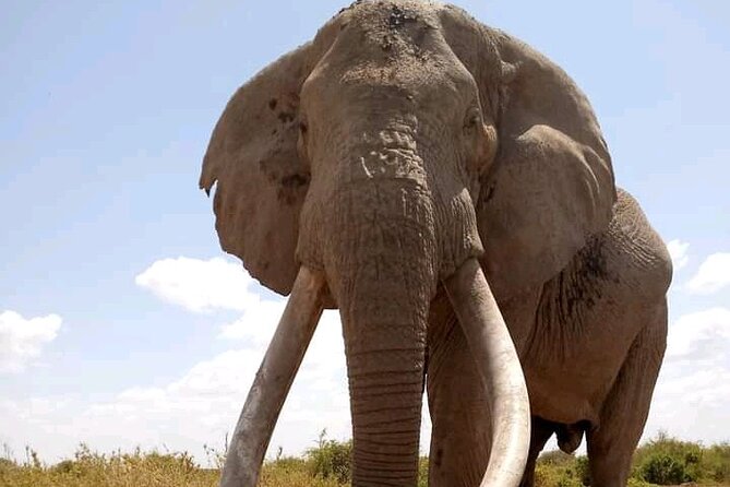 Day Tour - Amboseli National Park From Nairobi - Lunch, Park Fees, and What You Should Expect to Pay