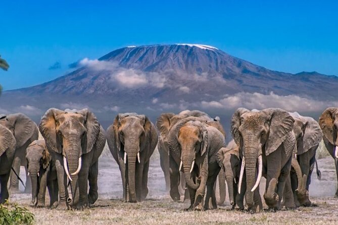 Day Tour - Amboseli National Park From Nairobi - The Optional Maasai Village Visit, Culture vs. More Wildlife Time