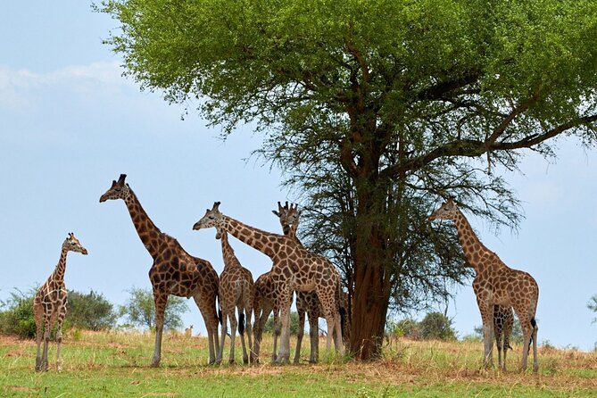 Day Tour at Nairobi National Park and Giraffe Centre - Kobe Beads Factory Optional Stop, and What Makes It Worth a Look