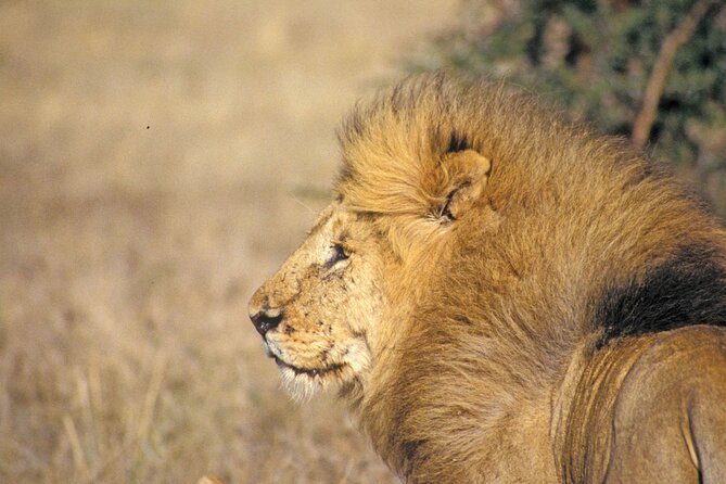 Day Tour at Nairobi National Park and Giraffe Centre - Price and Value: What You Pay, What You Still Need to Budget
