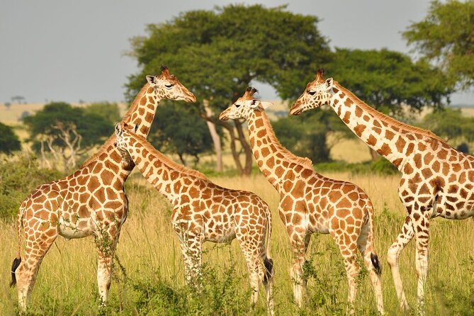 Day Tour at Nairobi National Park and Giraffe Centre - Who This Tour Suits Best, and Who Should Rethink It