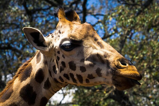 Day Tour at Nairobi National Park and Giraffe Centre - Should You Book This Half-Day Safari Combo?