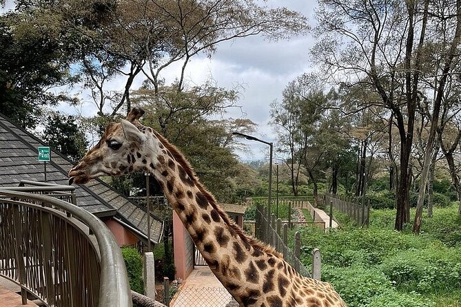 Day Tour at Nairobi National Park and Giraffe Centre - Morning Pickup, Park Timing, and What You Can See Before 11:00