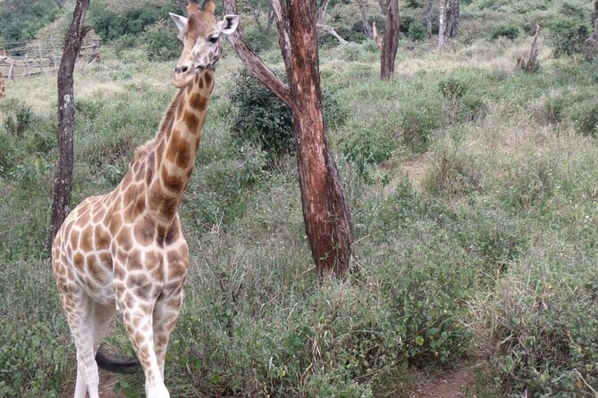 Day Tour Giraffe Center, Karen blixen and Lunch at Carnivore - How the 6 hour flow fits together in Nairobi timing