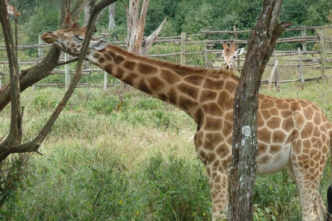 Day Tour Giraffe Center, Karen blixen and Lunch at Carnivore - Carnivore on Langata Road: how meat lovers and vegetarians both get fed